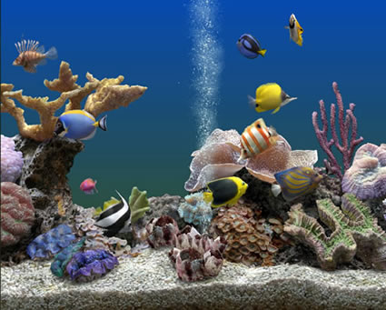 Marine Aquarium 3